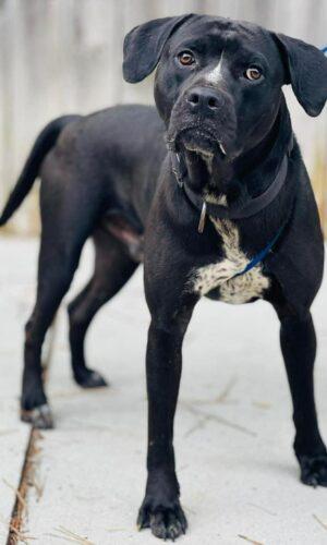 AC-4642 "AJ", ADOPTABLE, Adult Male Pit Bull Terrier.