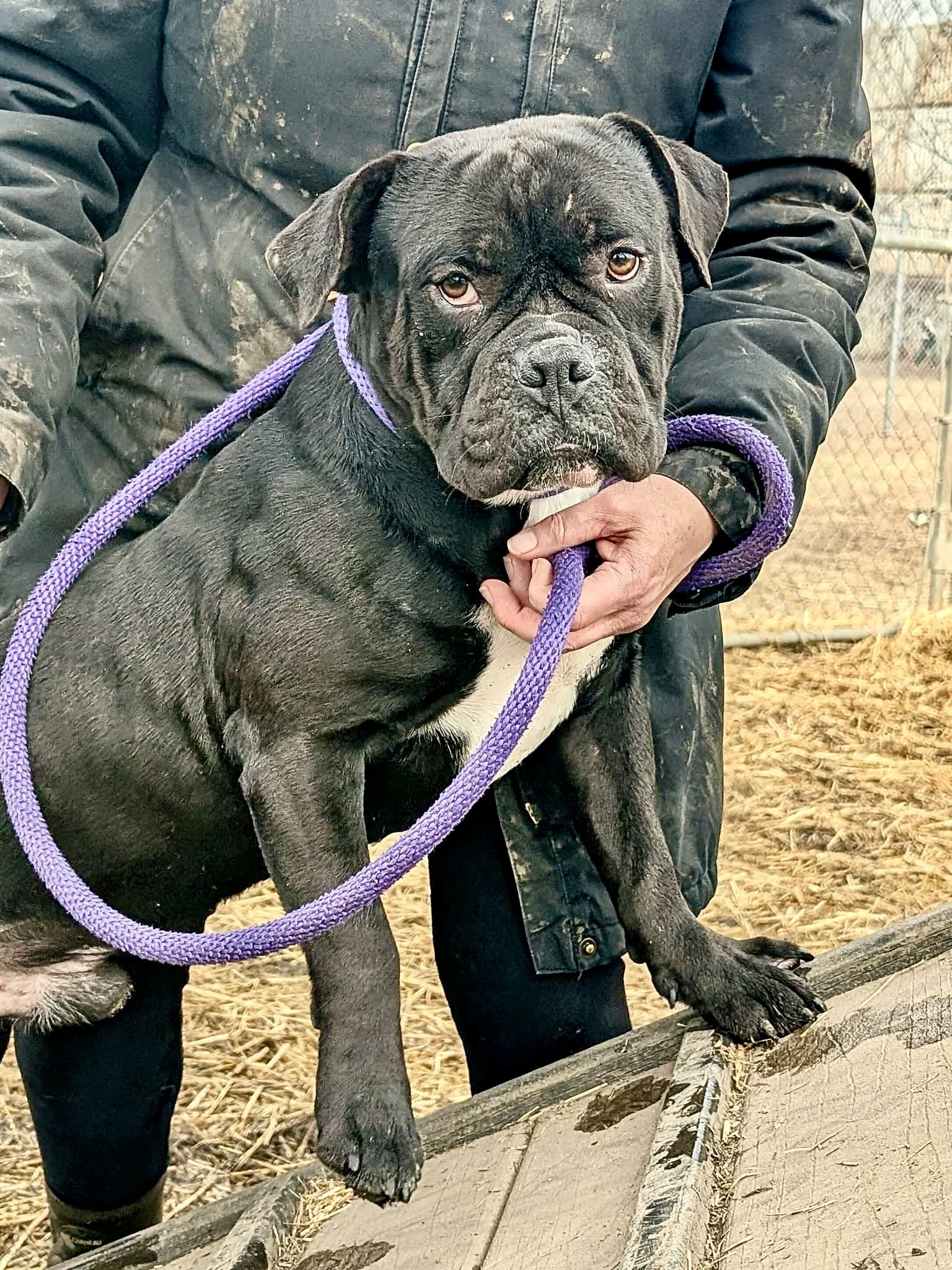 Aston — thumbnail 2