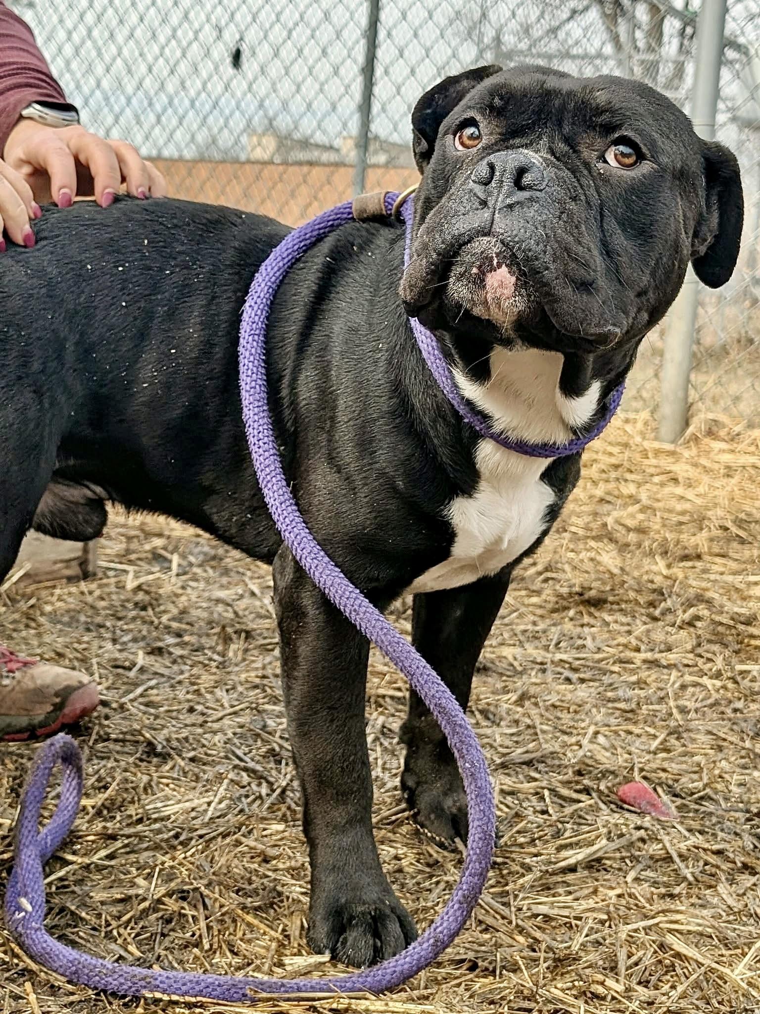 Aston — thumbnail 4