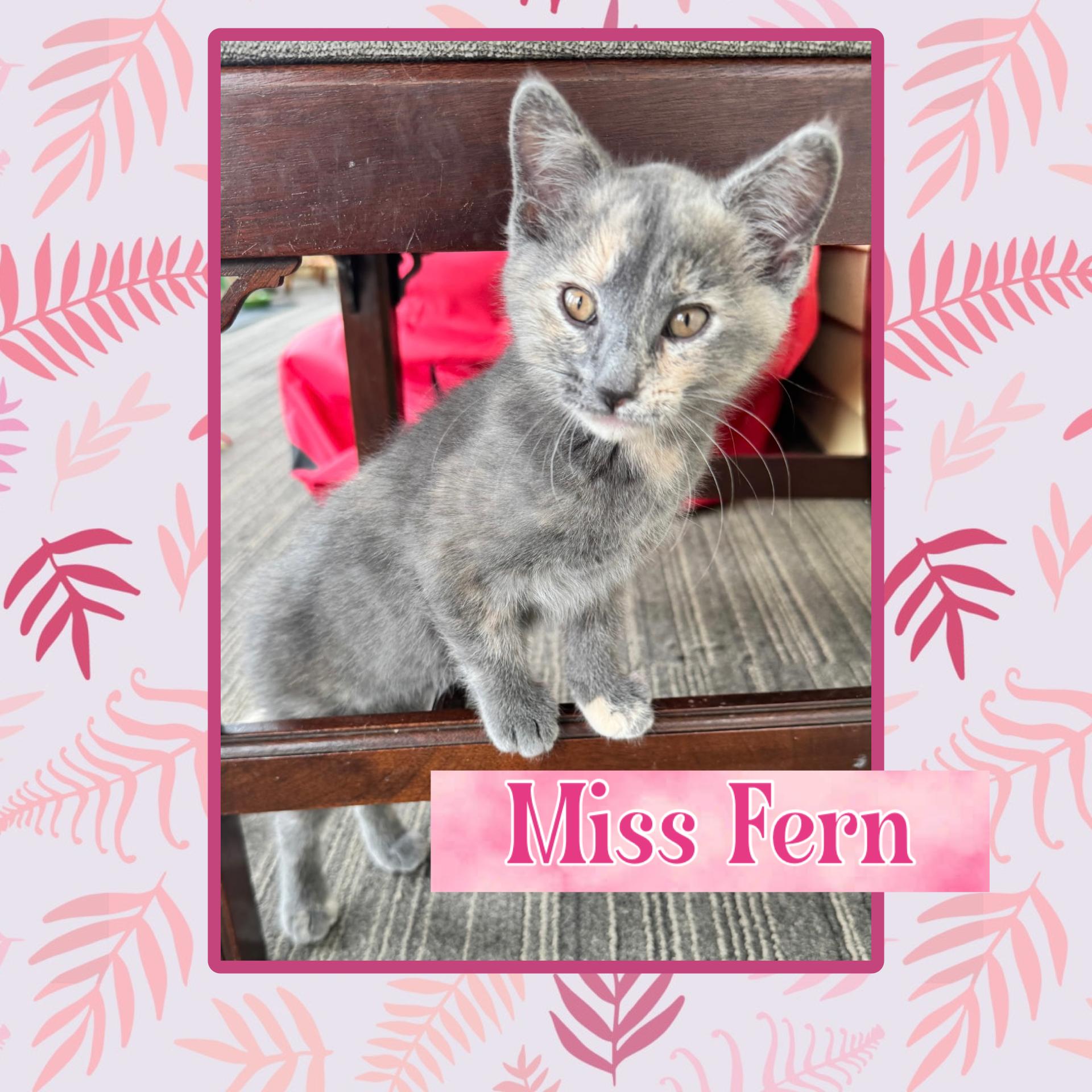 Enlarge Fern, an adopted Domestic Short Hair in Kearney, NE image 1/1