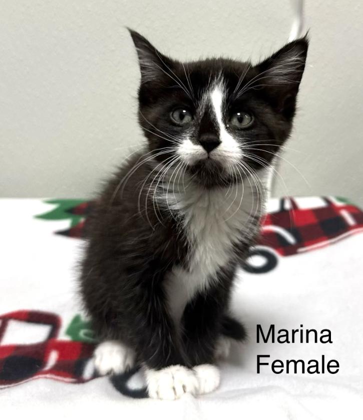 Marina, Adoptable, Kitten Female Domestic Short Hair.