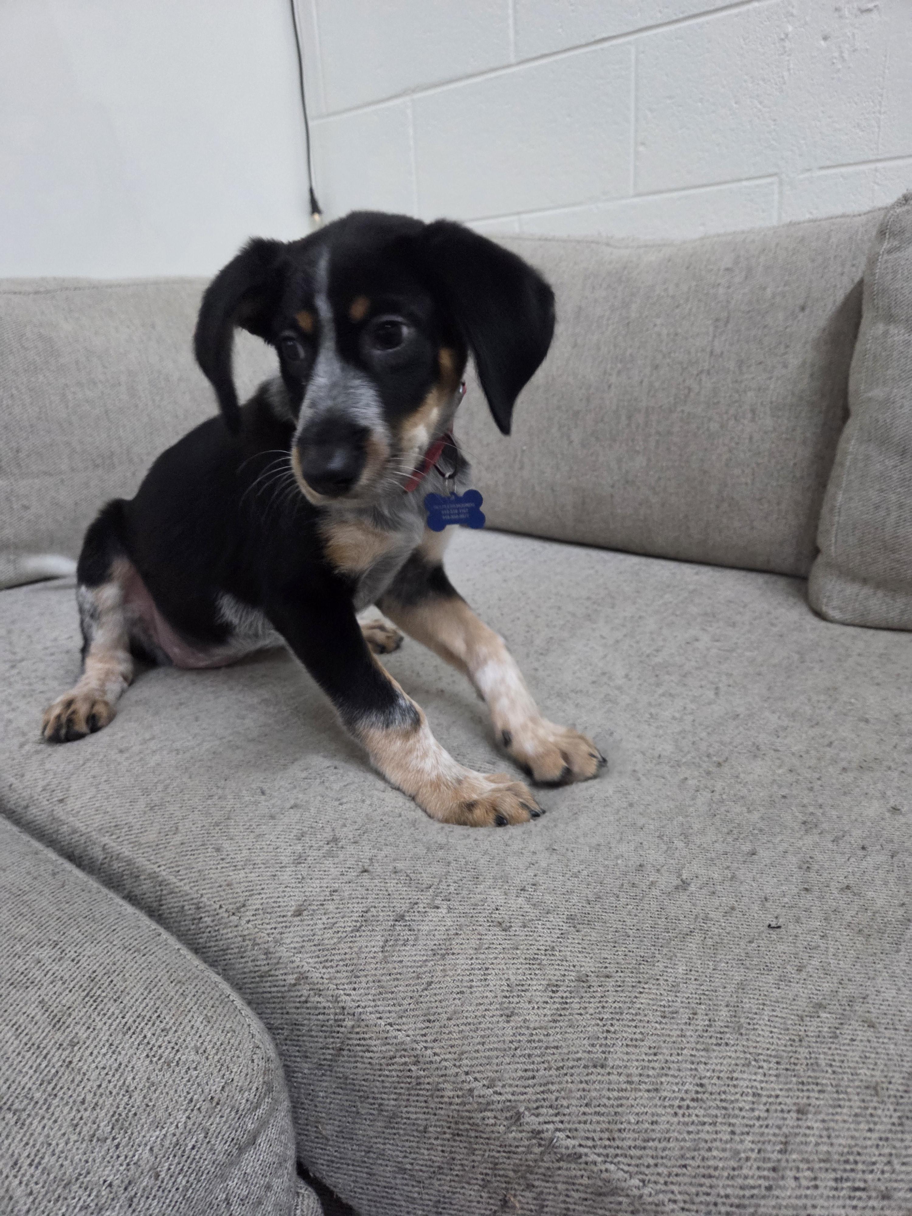 Juniper, Adopted, Young Female Bluetick Coonhound.