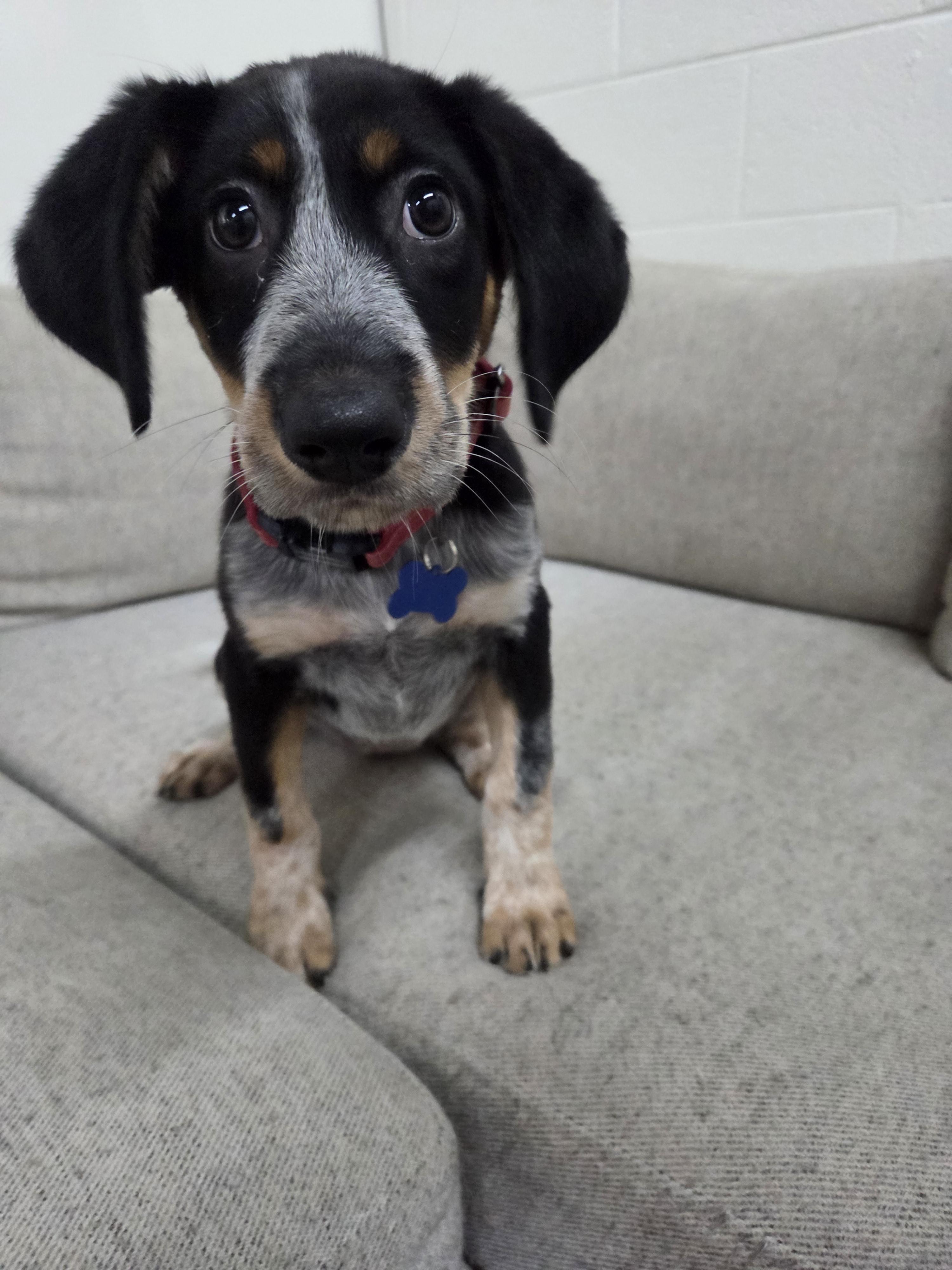 Enlarge Juniper, a Adopted mixed breed in TULSA, OK image 2/6