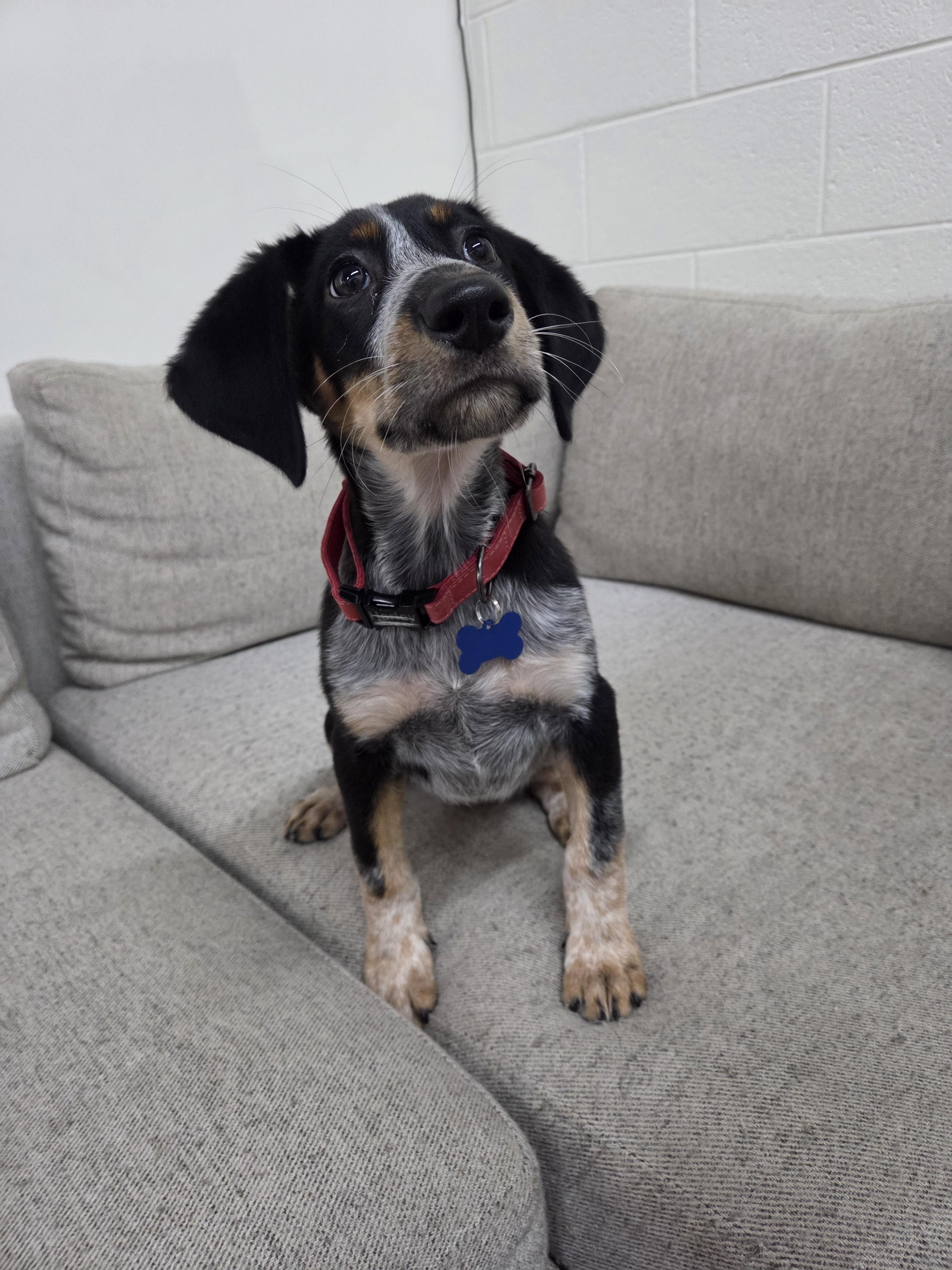 Enlarge Juniper, a Adopted mixed breed in TULSA, OK image 3/6