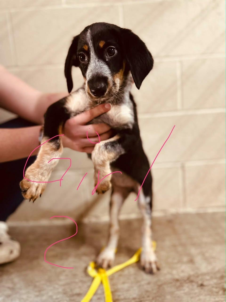 Enlarge Juniper, a Adopted mixed breed in TULSA, OK image 4/6