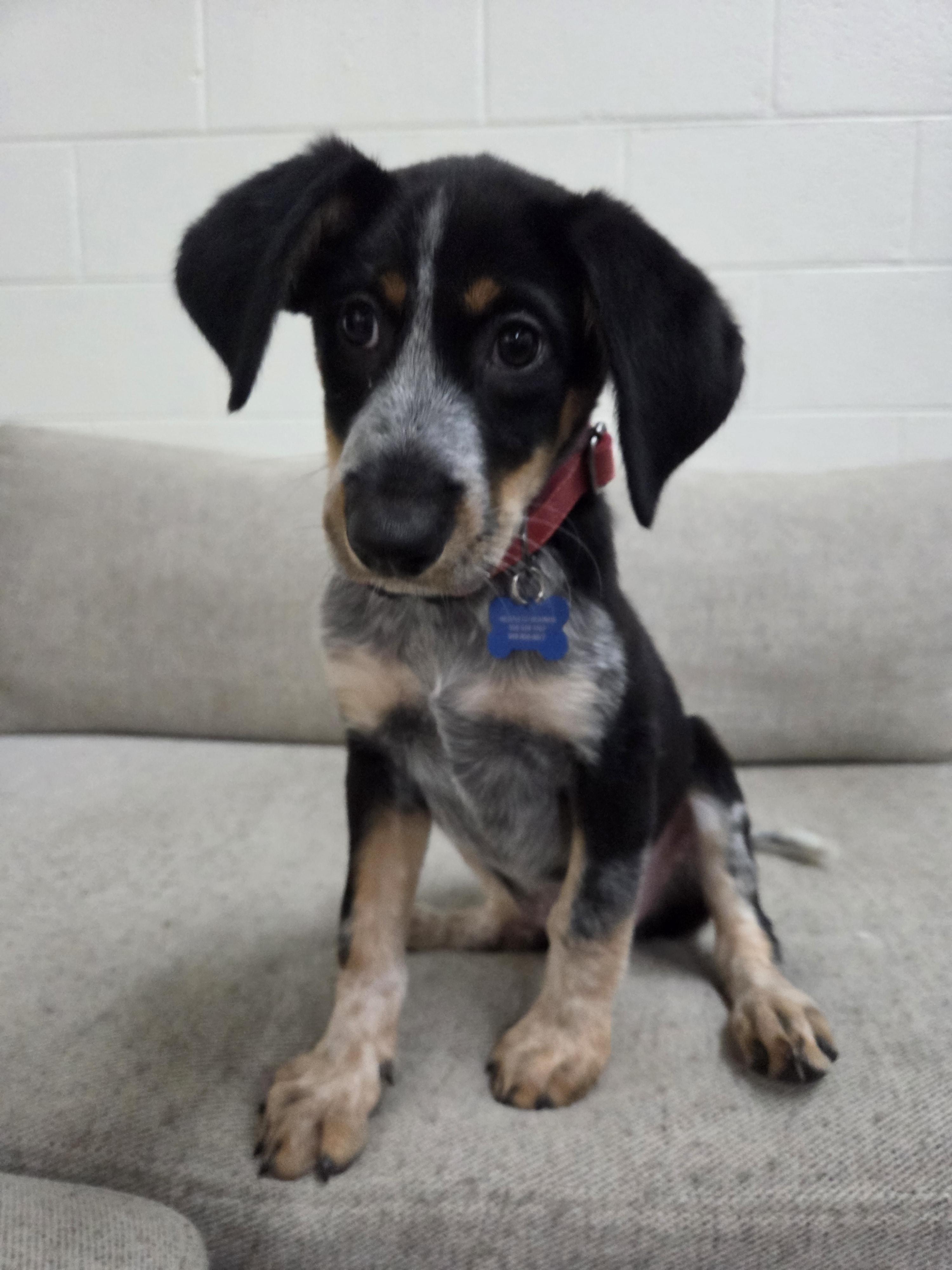 Enlarge Juniper, a Adopted mixed breed in TULSA, OK image 5/6