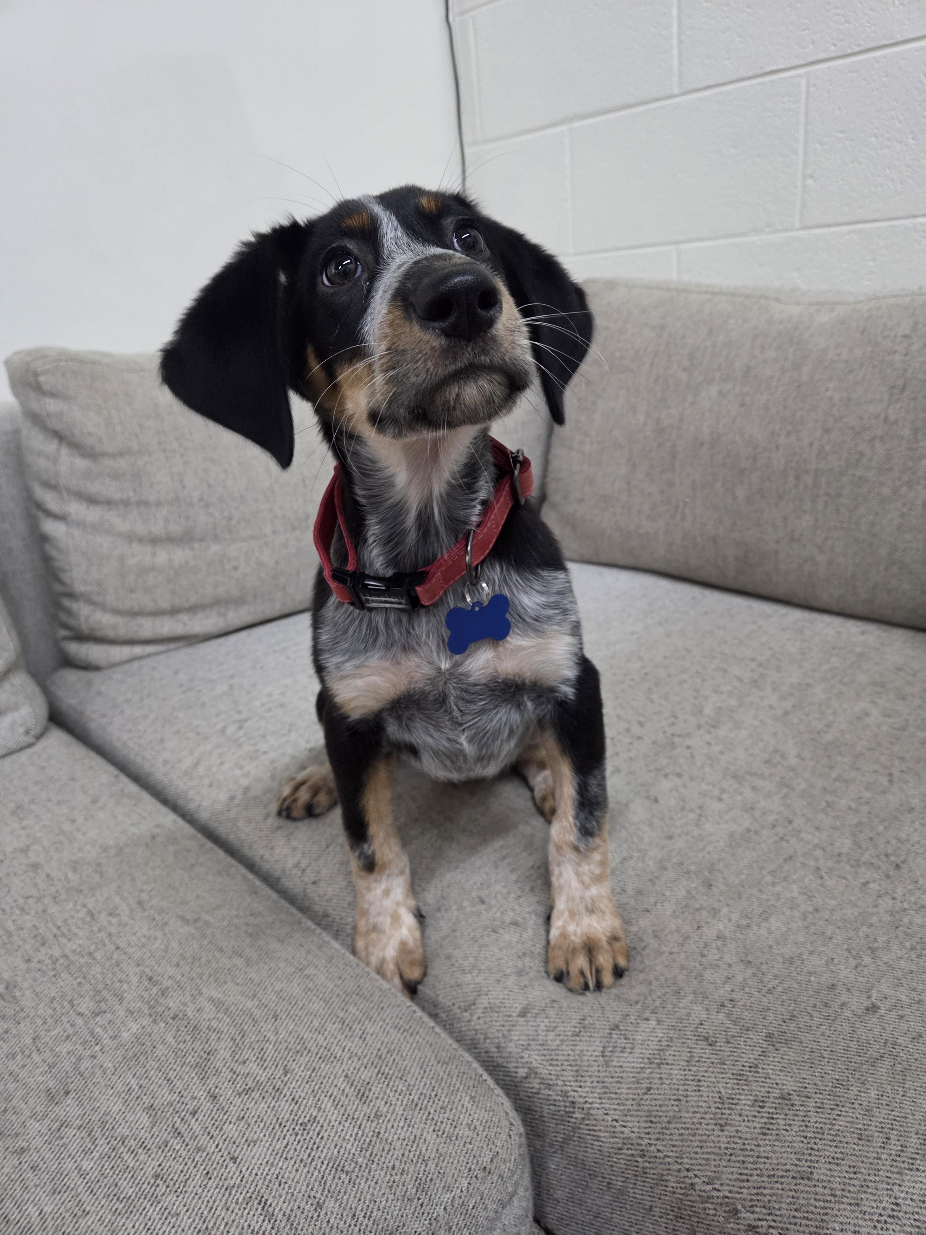 Enlarge Juniper, a Adopted mixed breed in TULSA, OK image 6/6