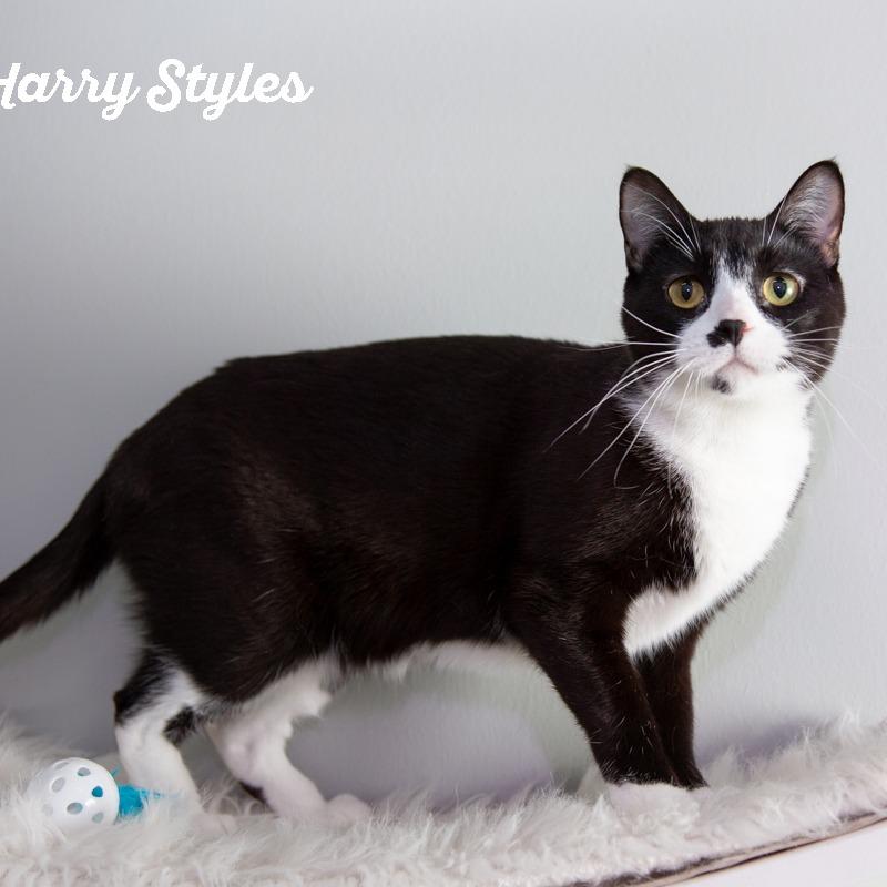 Enlarge Harry Styles, a Adoptable Domestic Short Hair in Springfield, MO image 3/6