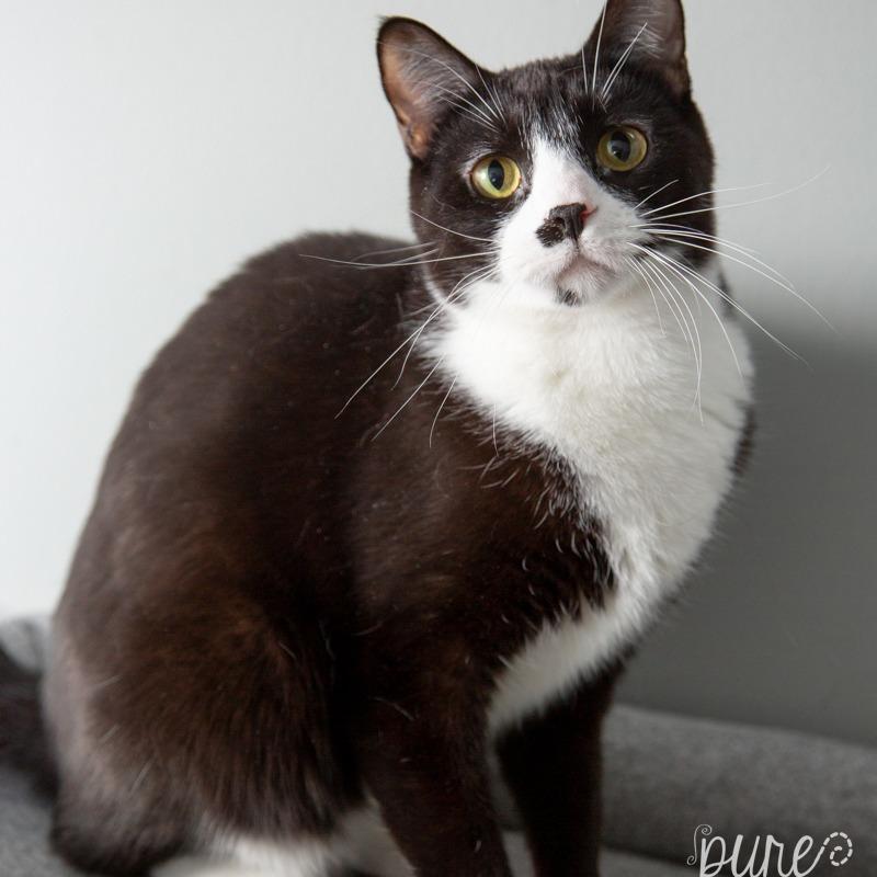 Enlarge Harry Styles, a Adoptable Domestic Short Hair in Springfield, MO image 4/6