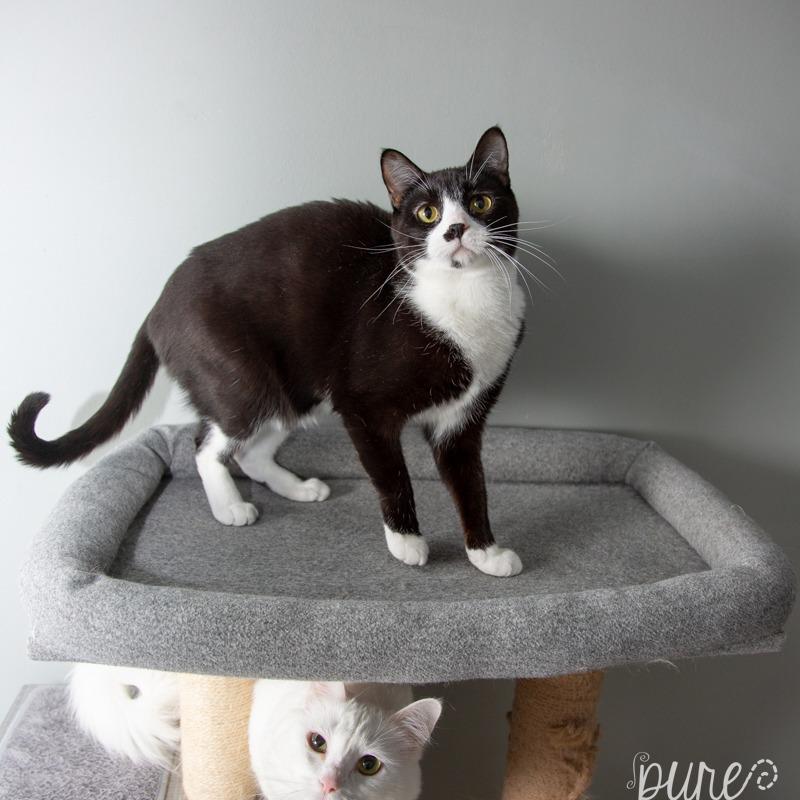 Enlarge Harry Styles, a Adoptable Domestic Short Hair in Springfield, MO image 5/6