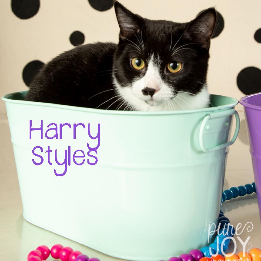Enlarge Harry Styles, a Adoptable Domestic Short Hair in Springfield, MO image 6/6