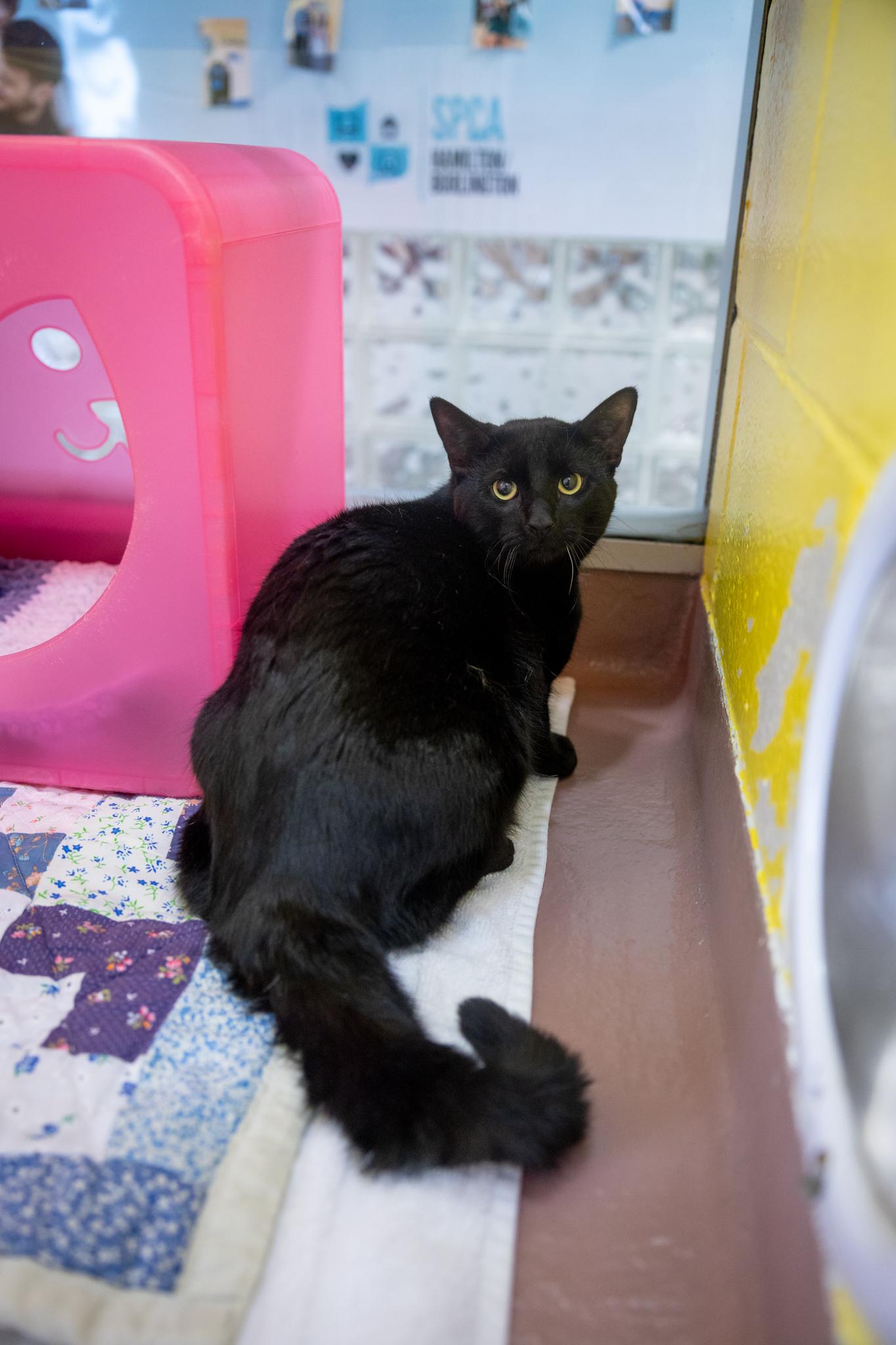 Ozzy, a ADOPTABLE Domestic Short Hair in Hamilton, ON image 2/3