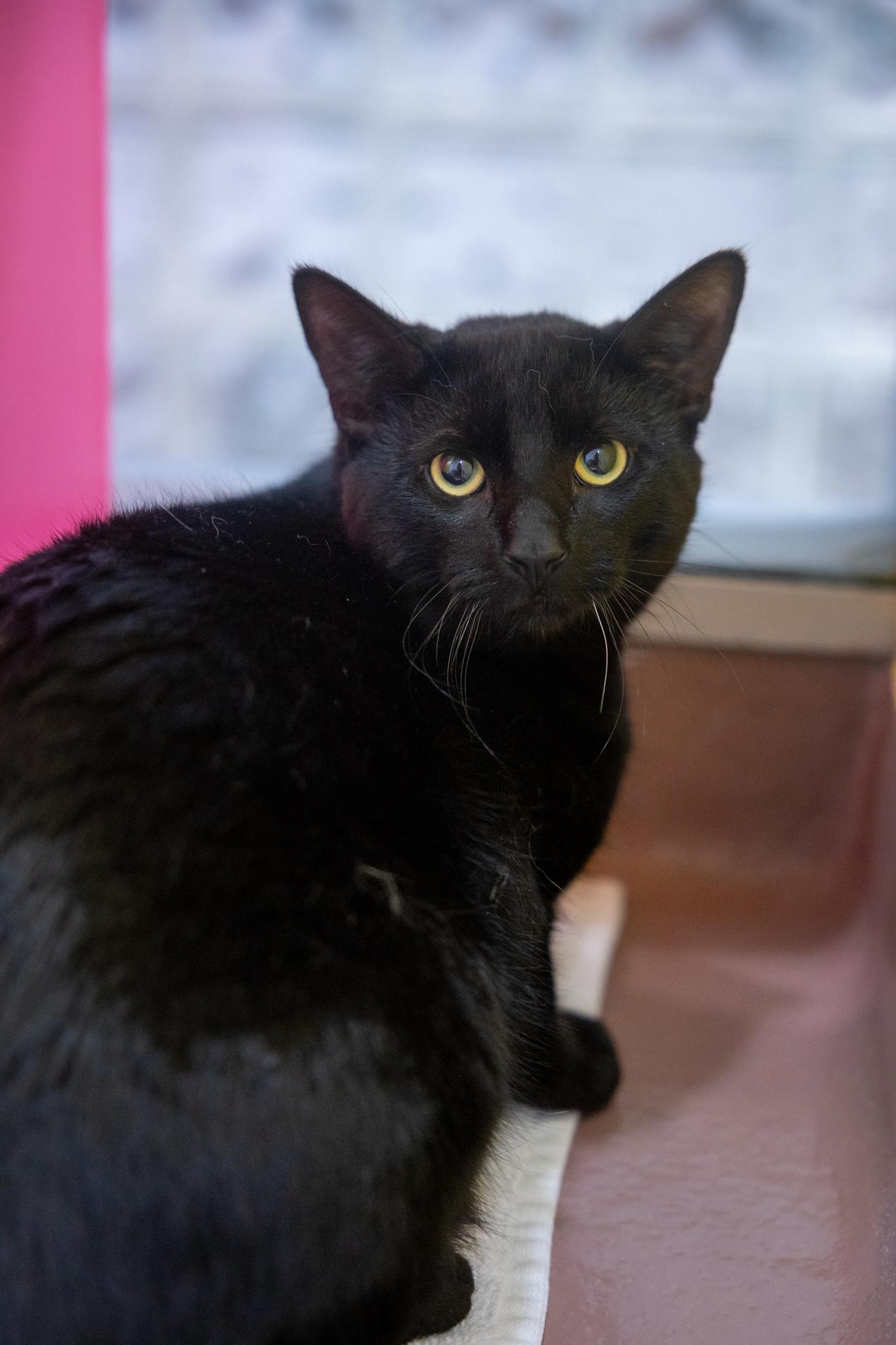 Ozzy, a ADOPTABLE Domestic Short Hair in Hamilton, ON image 1/3