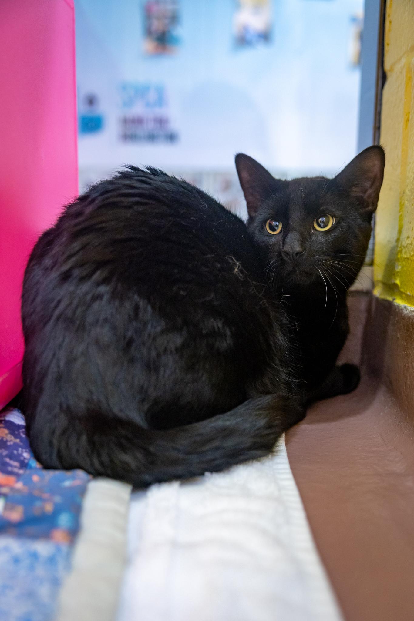 Ozzy, a ADOPTABLE Domestic Short Hair in Hamilton, ON image 3/3