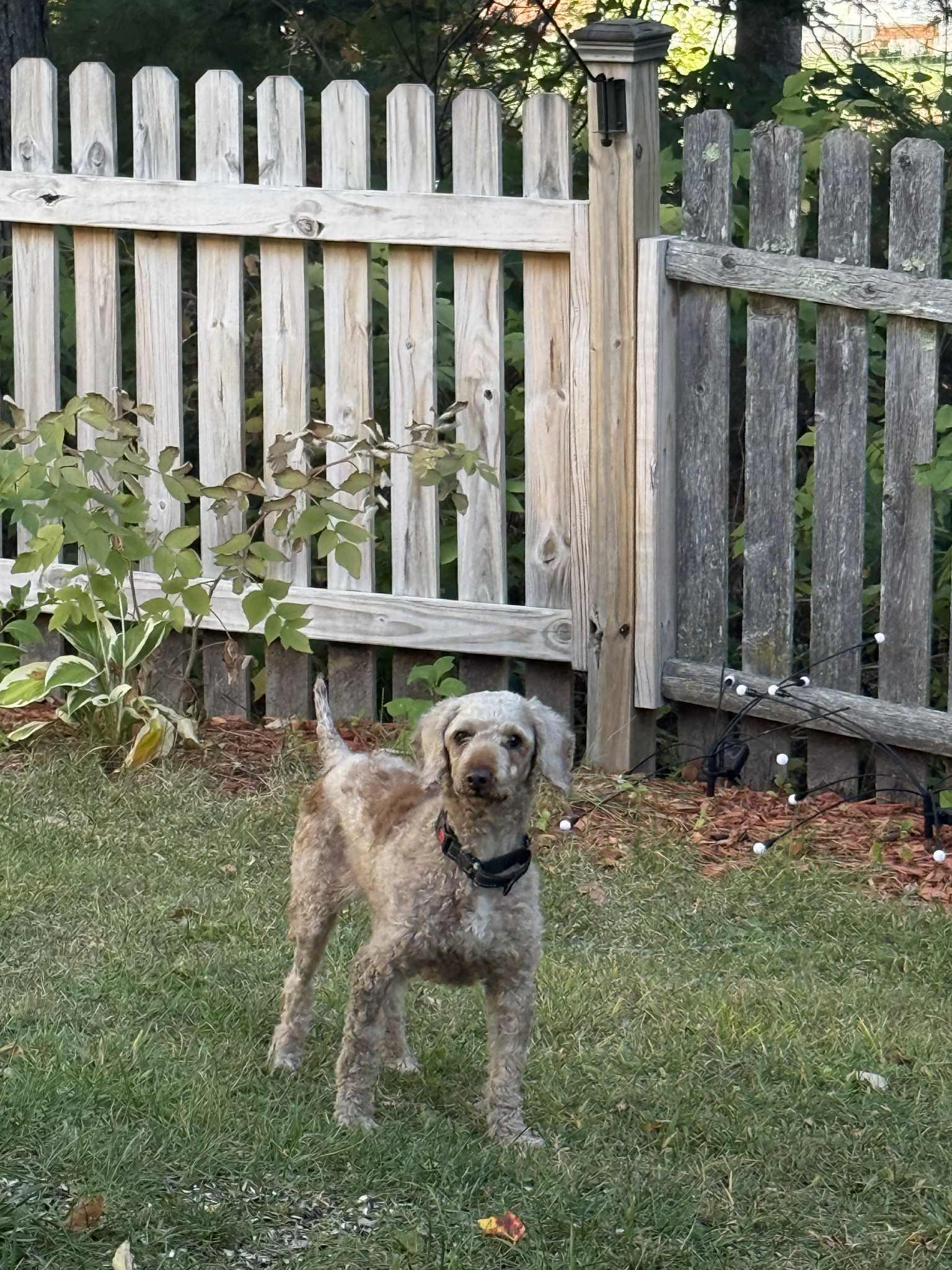 Blanche, a Adoptable Miniature Poodle in Brunswick, ME image 3/6