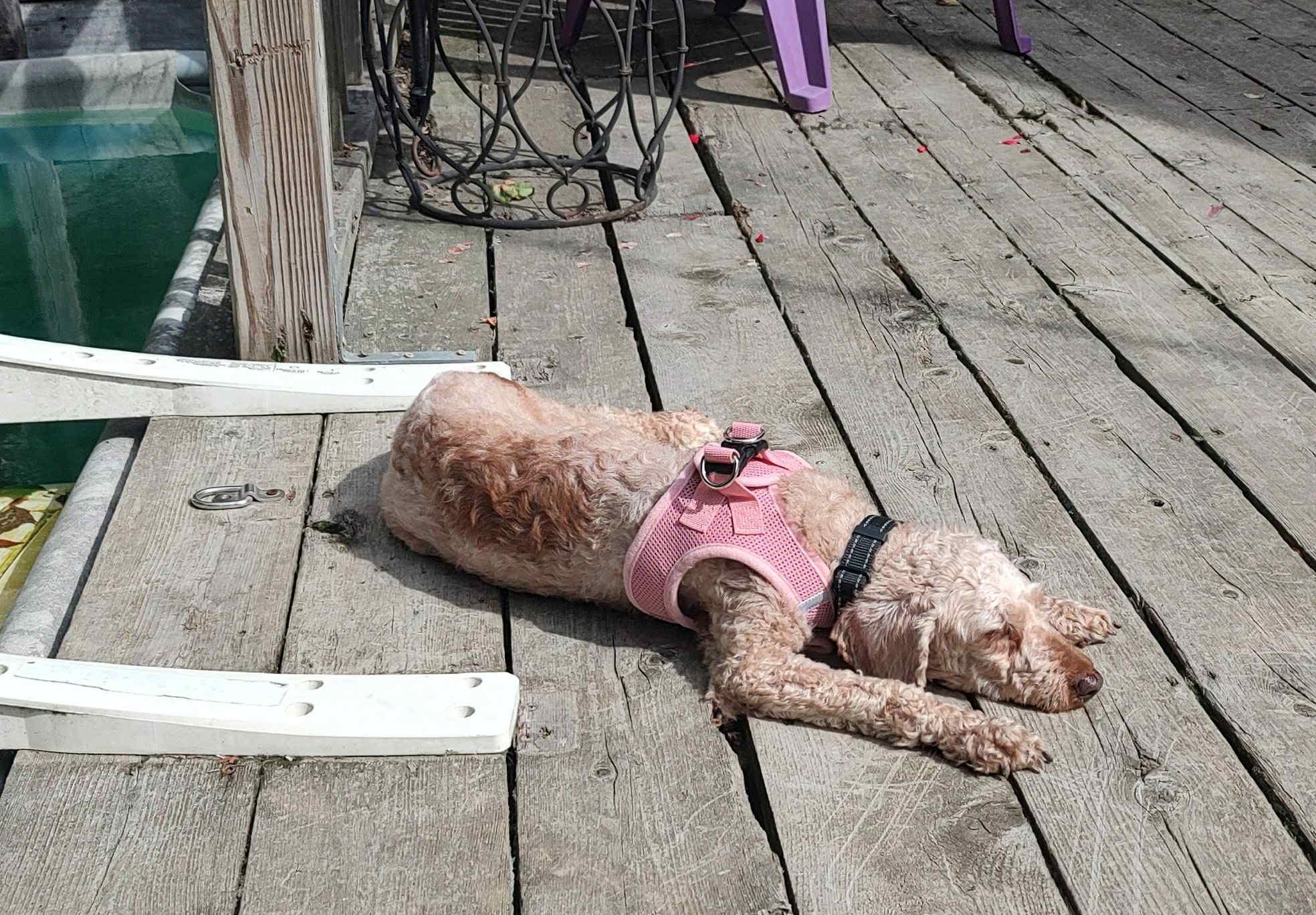 Blanche, a Adoptable Miniature Poodle in Brunswick, ME image 5/6