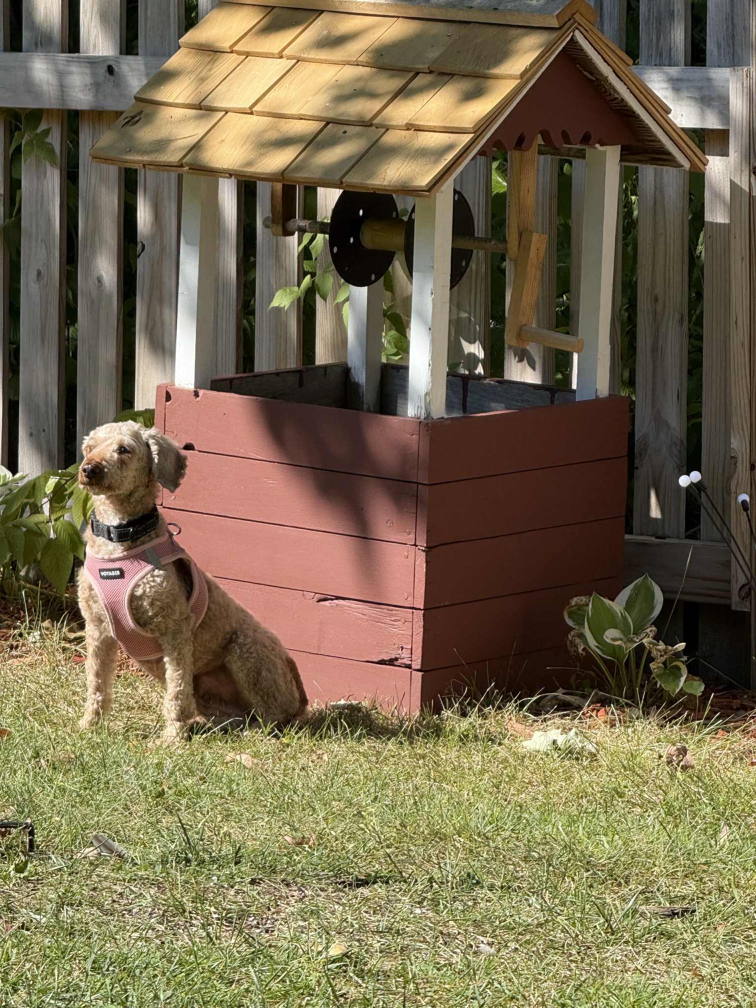 Blanche, a Adoptable Miniature Poodle in Brunswick, ME image 4/6