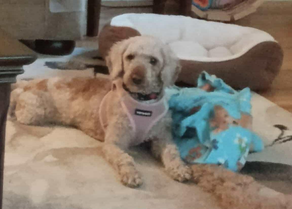 Blanche, a Adoptable Miniature Poodle in Brunswick, ME image 1/6