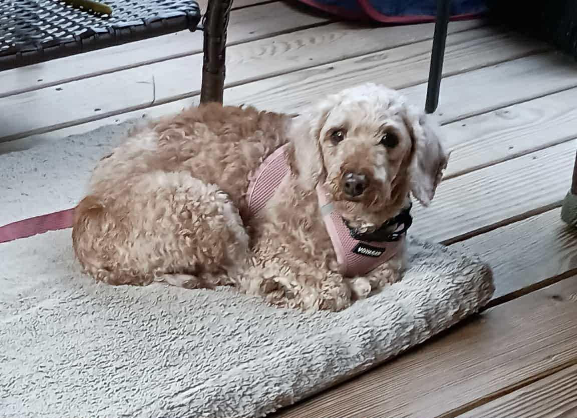 Blanche, a Adoptable Miniature Poodle in Brunswick, ME image 2/6