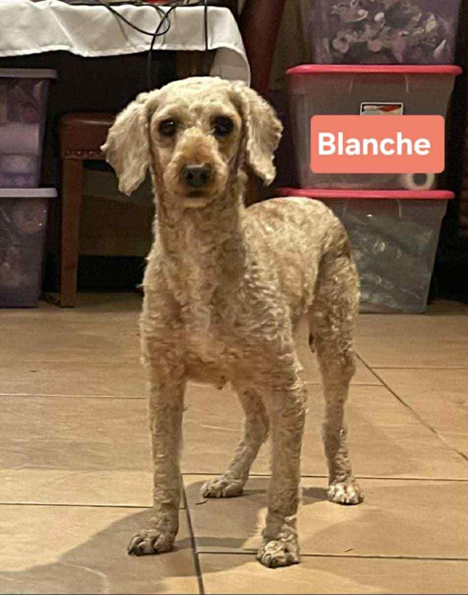 Blanche 2
