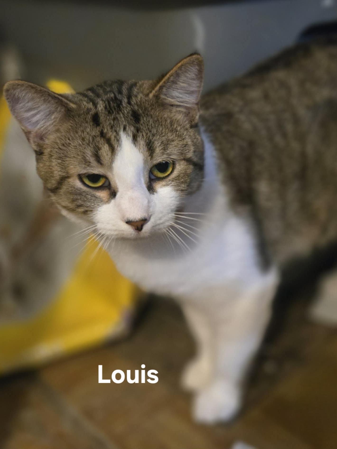 Louis, ADOPTABLE, Young Male Domestic Short Hair.