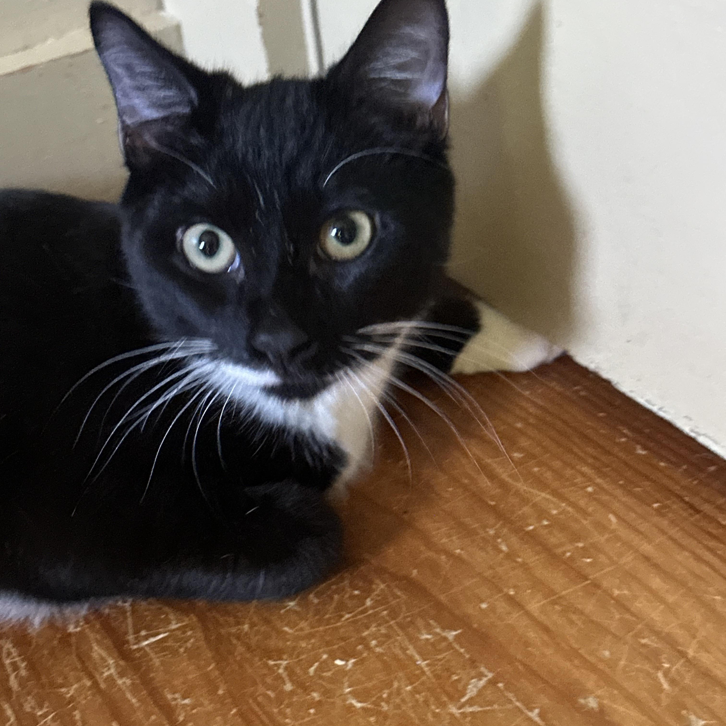 Rowan, an adopted Domestic Short Hair in Syracuse, NY image 3/6