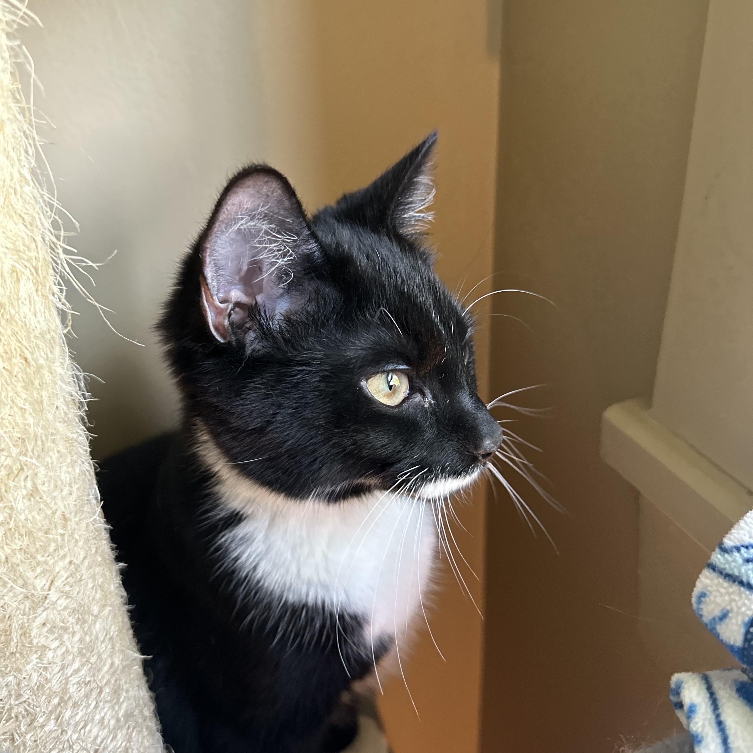 Rowan, an adopted Domestic Short Hair in Syracuse, NY image 5/6