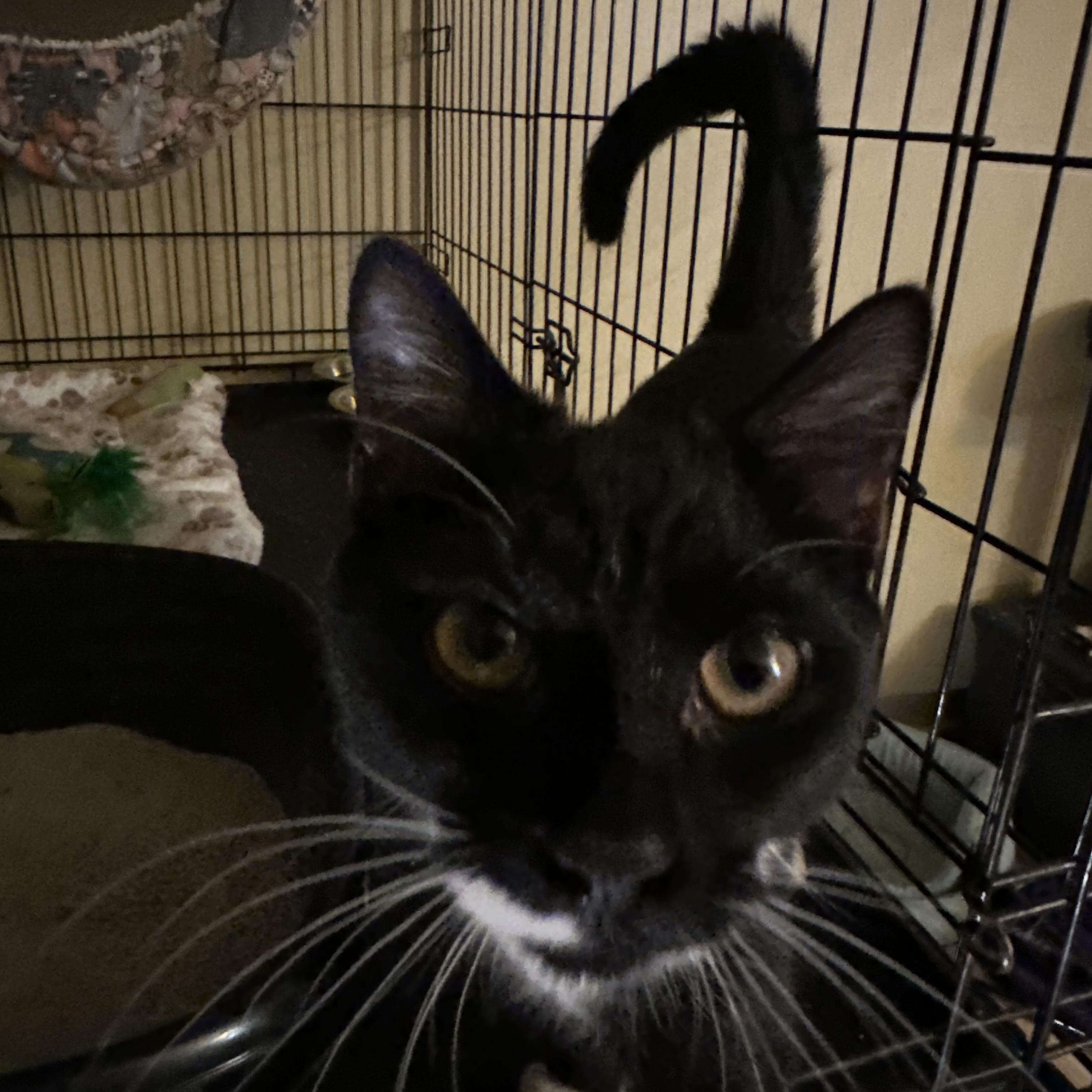 Rowan, an adopted Domestic Short Hair in Syracuse, NY image 2/6