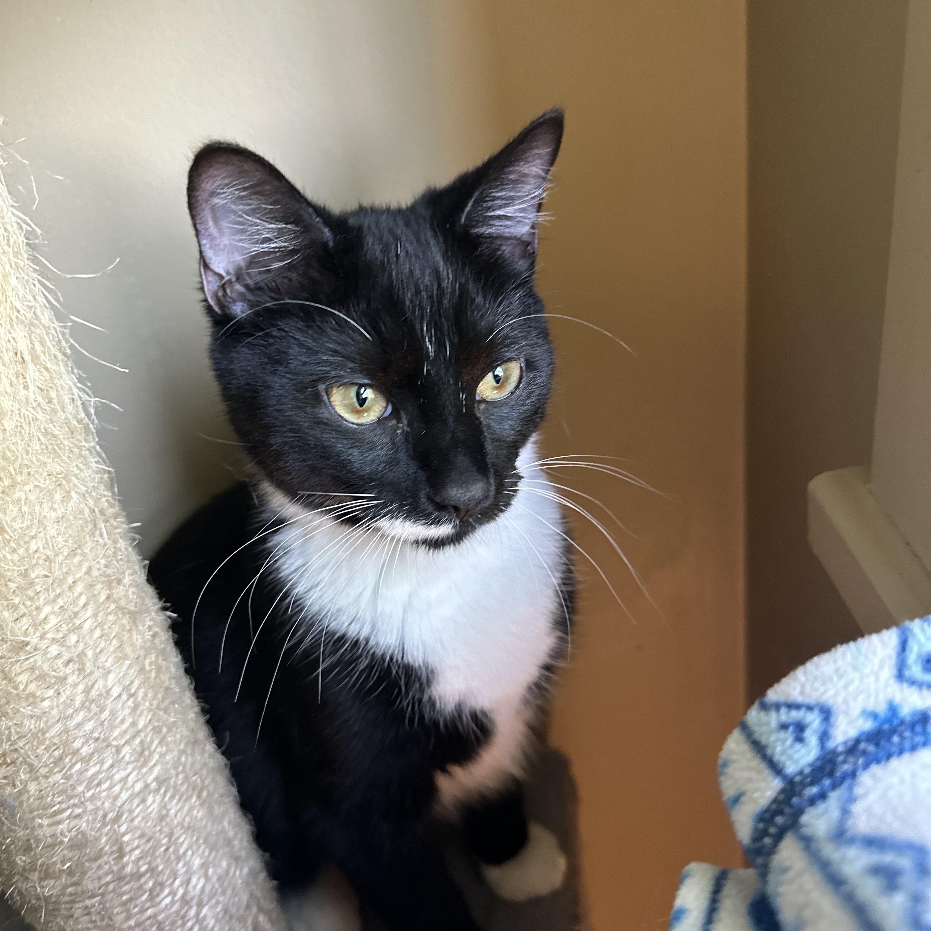 Rowan, an adopted Domestic Short Hair in Syracuse, NY image 4/6