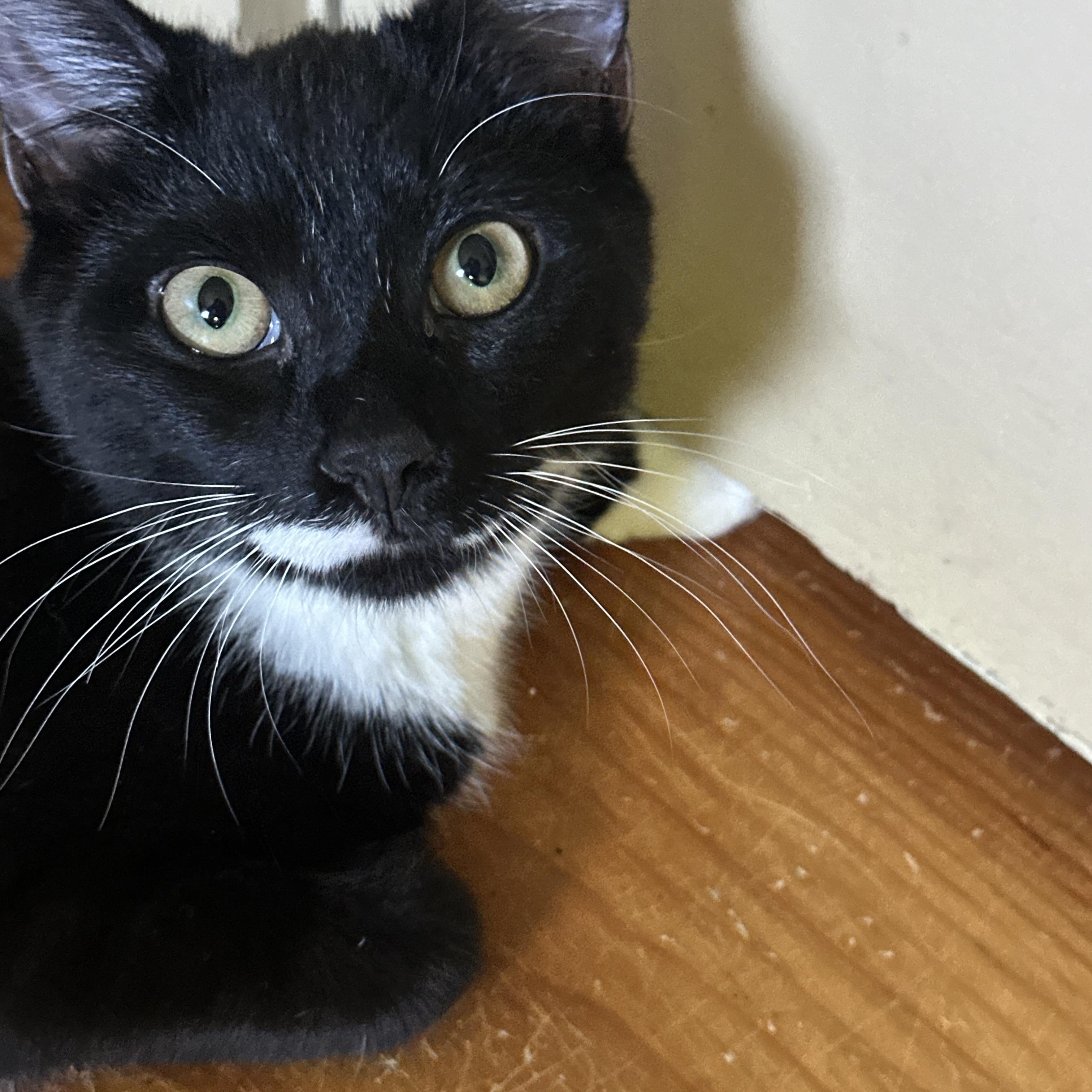 Rowan, adopted, Young Male Domestic Short Hair.