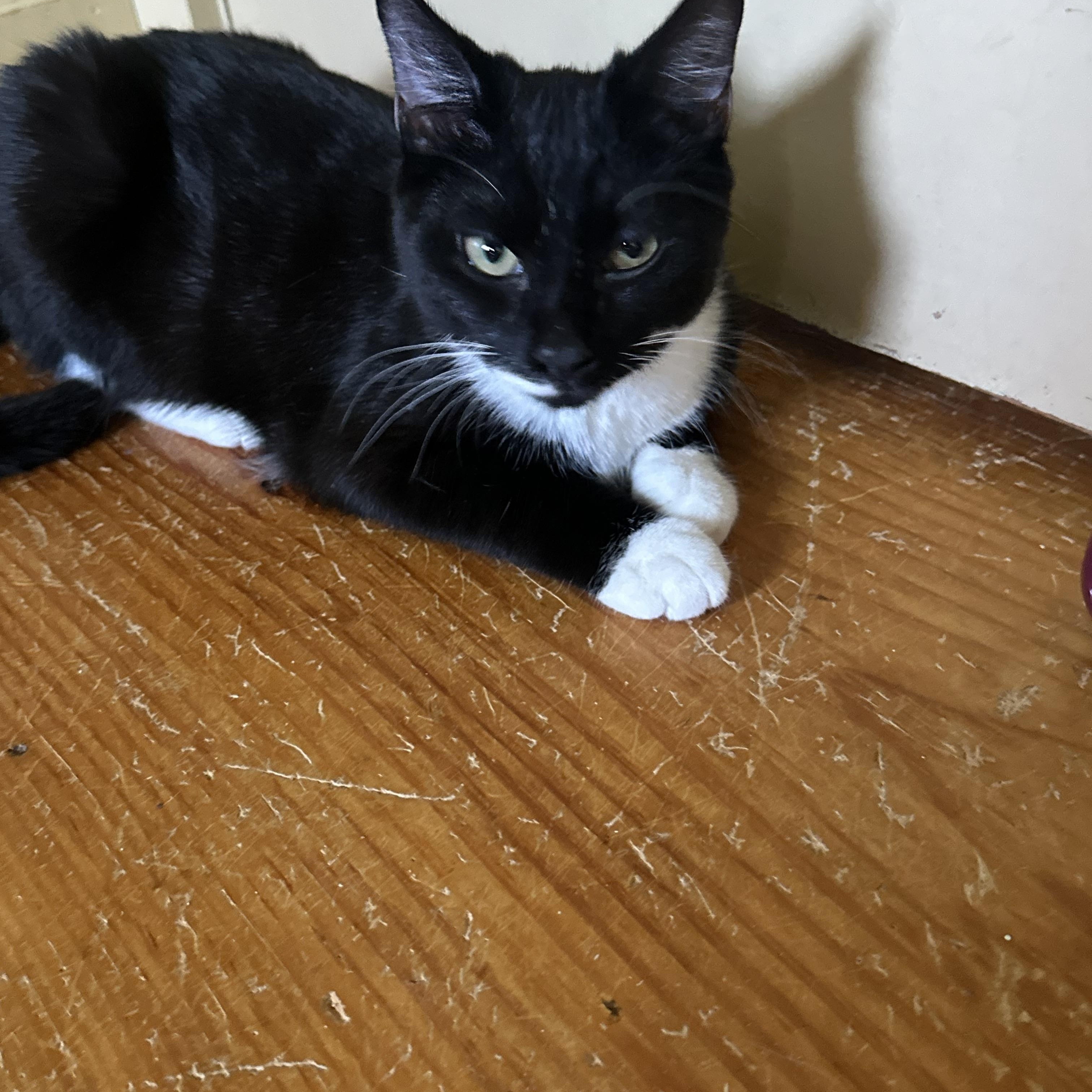 Rowan, an adopted Domestic Short Hair in Syracuse, NY image 6/6