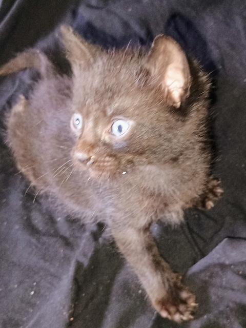 Mom and Kittens - Foster Needed, Adoptable, Young Female Domestic Short Hair.