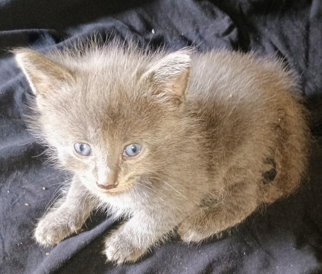 Mom and Kittens - Foster Needed, a Adoptable Domestic Short Hair in Ypsilanti, MI image 2/5