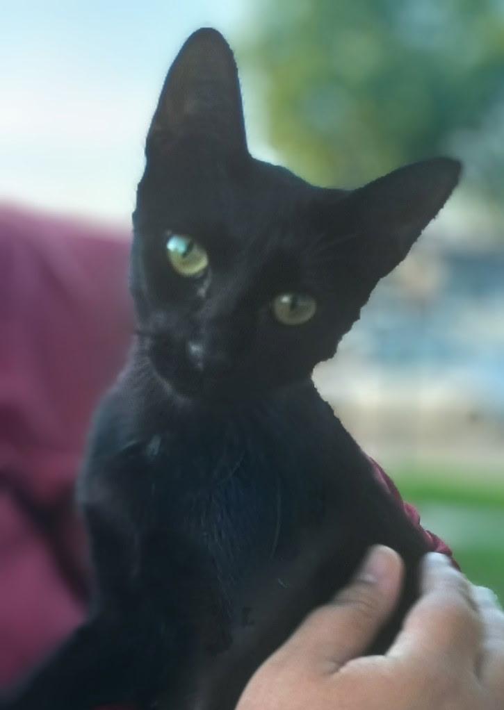 Mom and Kittens - Foster Needed, a Adoptable Domestic Short Hair in Ypsilanti, MI image 3/5