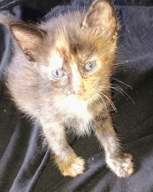 Mom and Kittens - Foster Needed, a Adoptable Domestic Short Hair in Ypsilanti, MI image 4/5