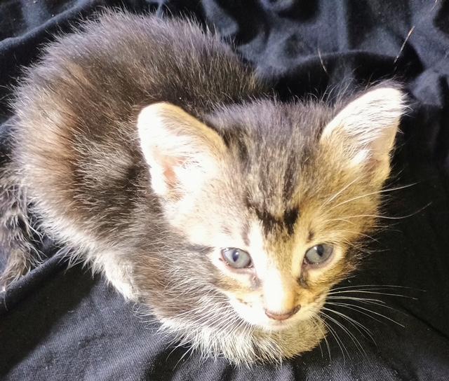 Mom and Kittens - Foster Needed, a Adoptable Domestic Short Hair in Ypsilanti, MI image 5/5