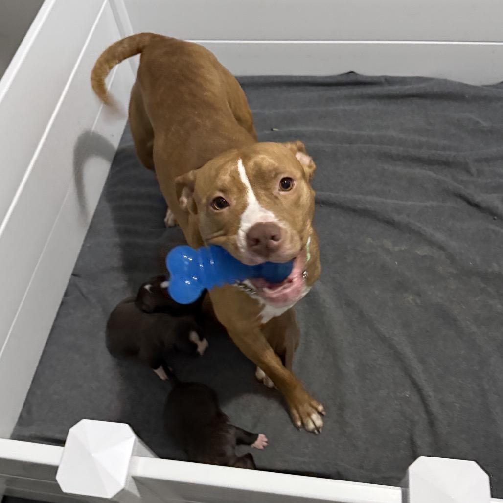 Enlarge Mama Rosie, a Adoptable Pit Bull Terrier in Monroe, MI image 1/6