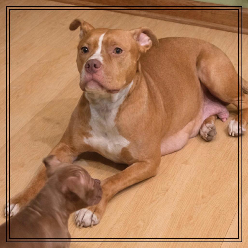 Enlarge Mama Rosie, a Adoptable Pit Bull Terrier in Monroe, MI image 2/6