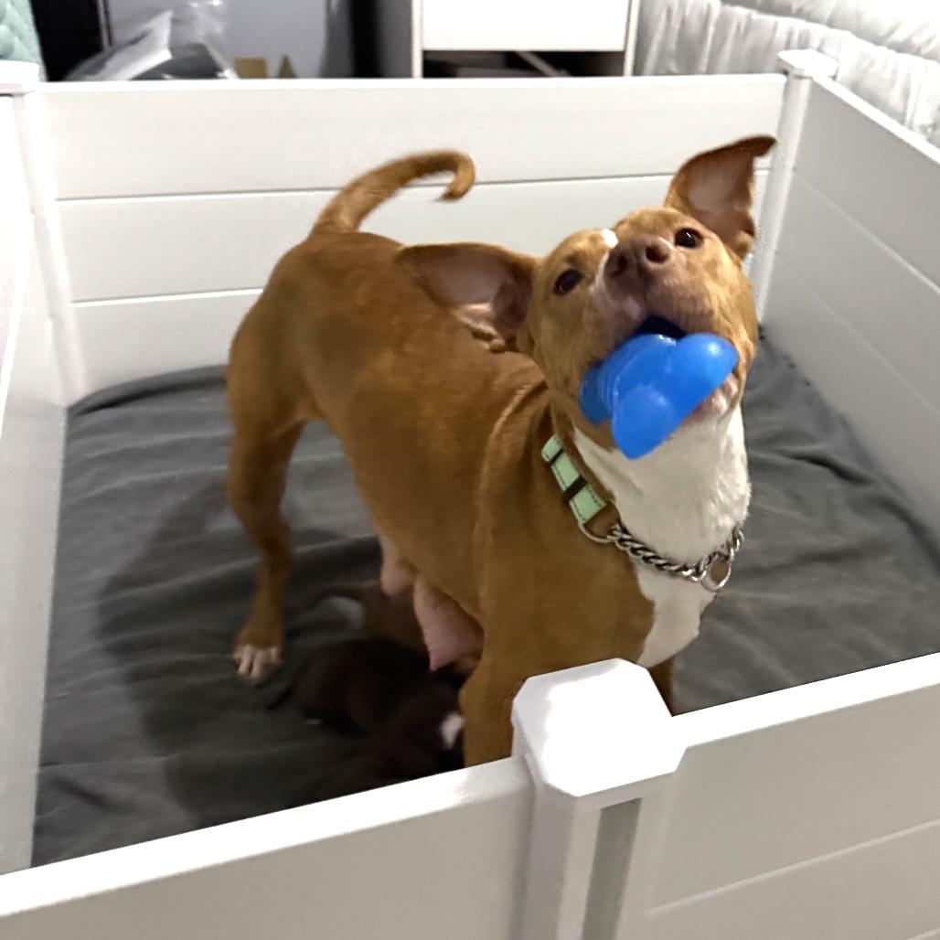 Enlarge Mama Rosie, a Adoptable Pit Bull Terrier in Monroe, MI image 2/6