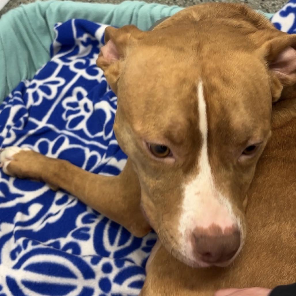 Enlarge Mama Rosie, a Adoptable Pit Bull Terrier in Monroe, MI image 3/6