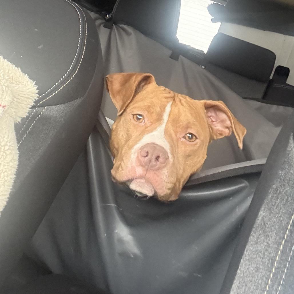 Enlarge Mama Rosie, a Adoptable Pit Bull Terrier in Monroe, MI image 3/6