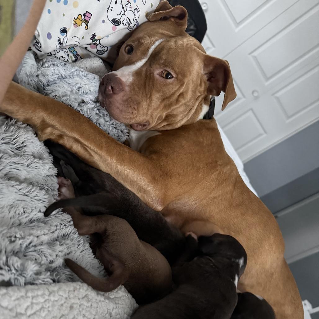Enlarge Mama Rosie, a Adoptable Pit Bull Terrier in Monroe, MI image 4/6