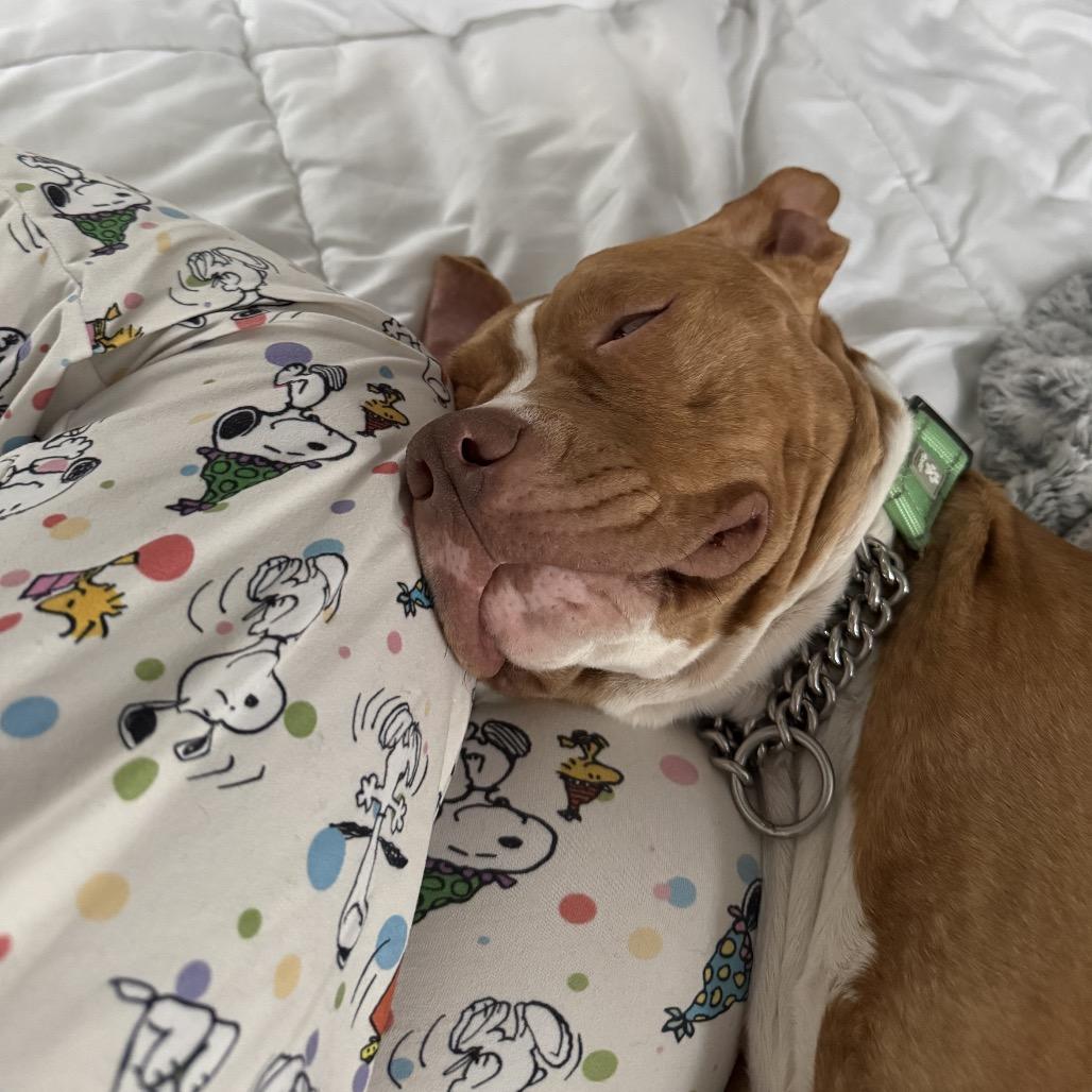 Enlarge Mama Rosie, a Adoptable Pit Bull Terrier in Monroe, MI image 5/6