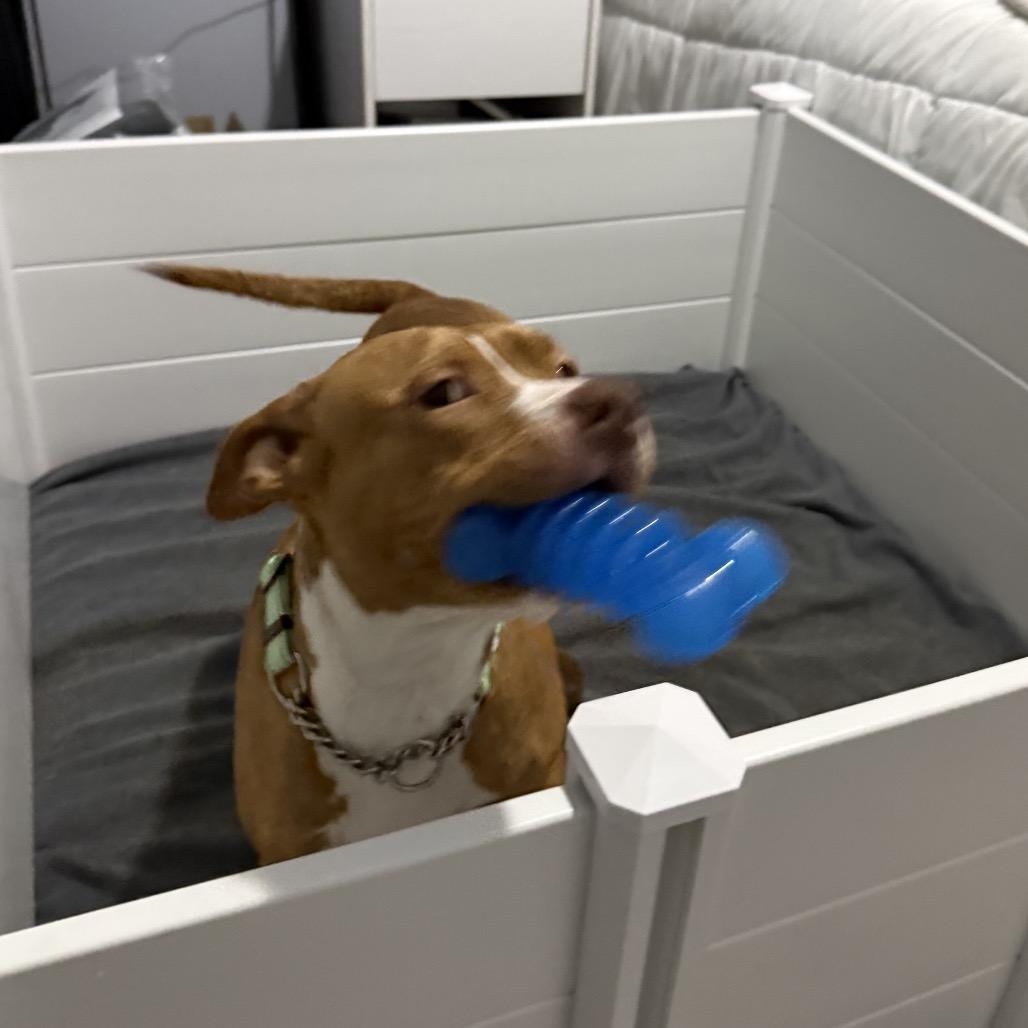 Enlarge Mama Rosie, a Adoptable Pit Bull Terrier in Monroe, MI image 6/6