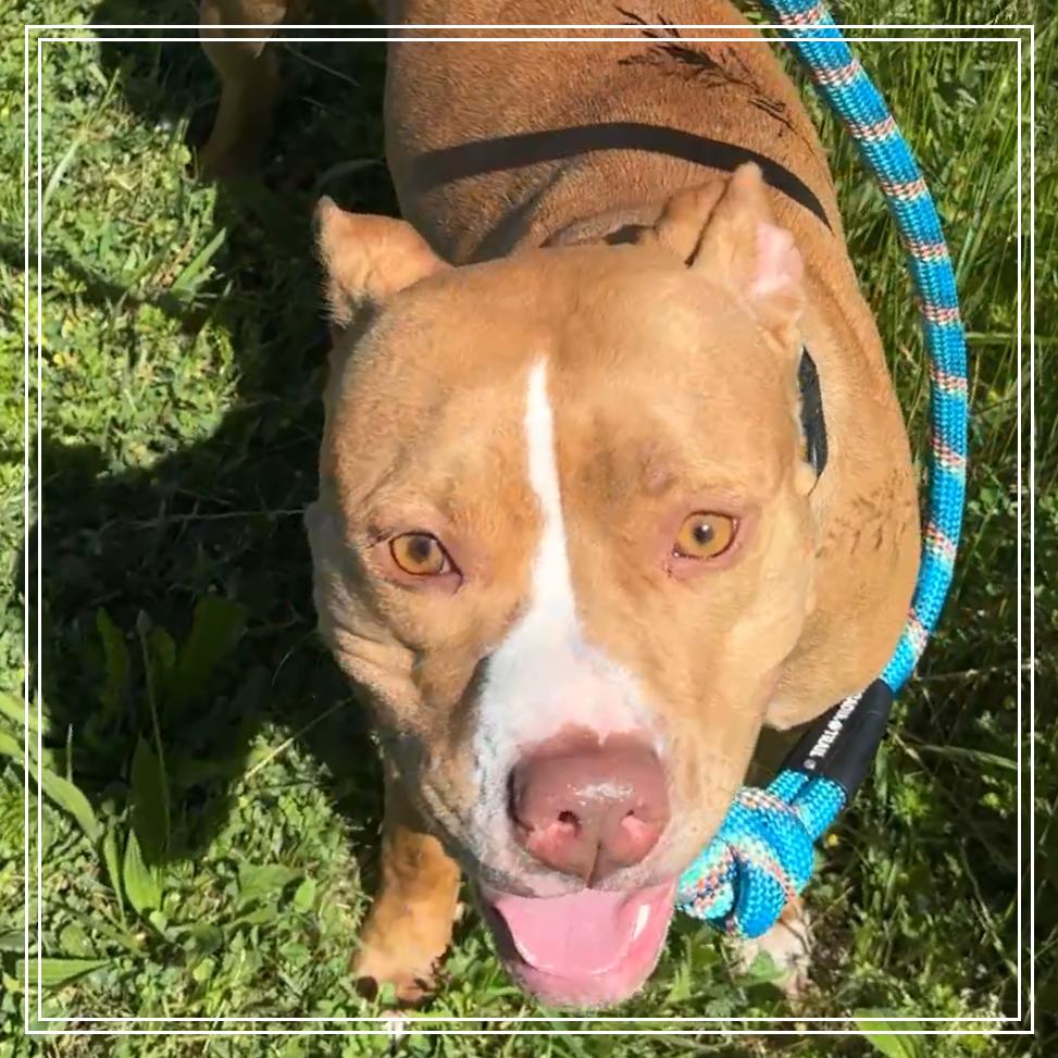 Enlarge Mama Rosie, a Adoptable Pit Bull Terrier in Monroe, MI image 6/6