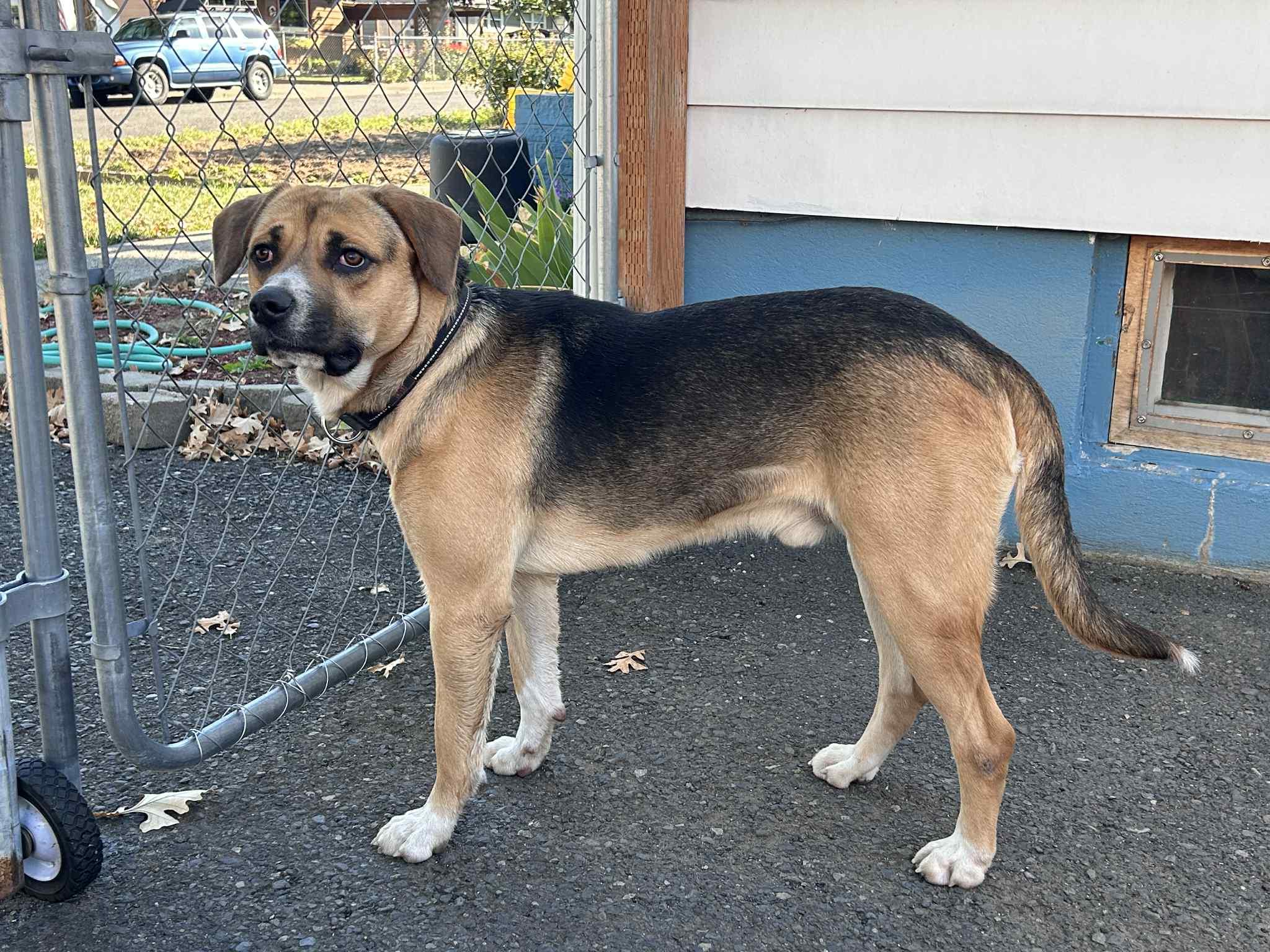 Wheeler, Adoptable, Adult Male Shepherd.