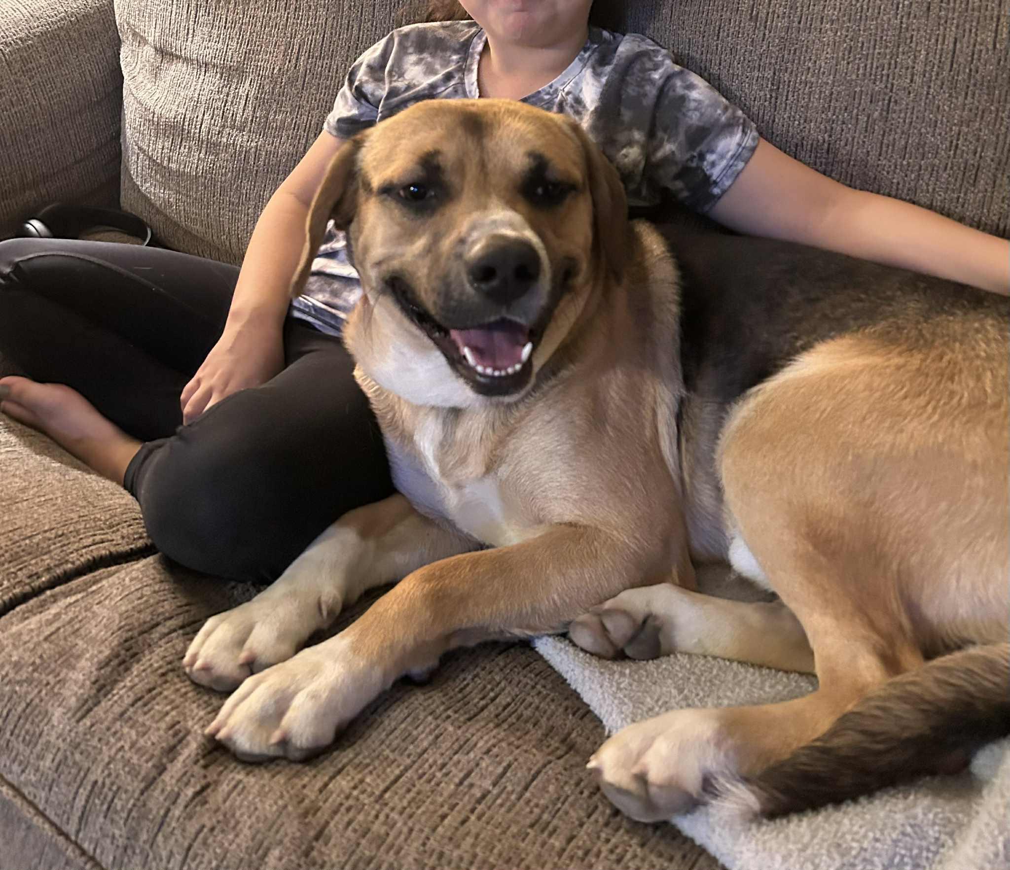 Wheeler, a Adoptable mixed breed in Lewiston, ID image 2/3