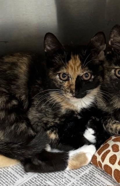 Enlarge Kohaku, a ADOPTABLE Domestic Short Hair in Baton Rouge, LA image 1/1