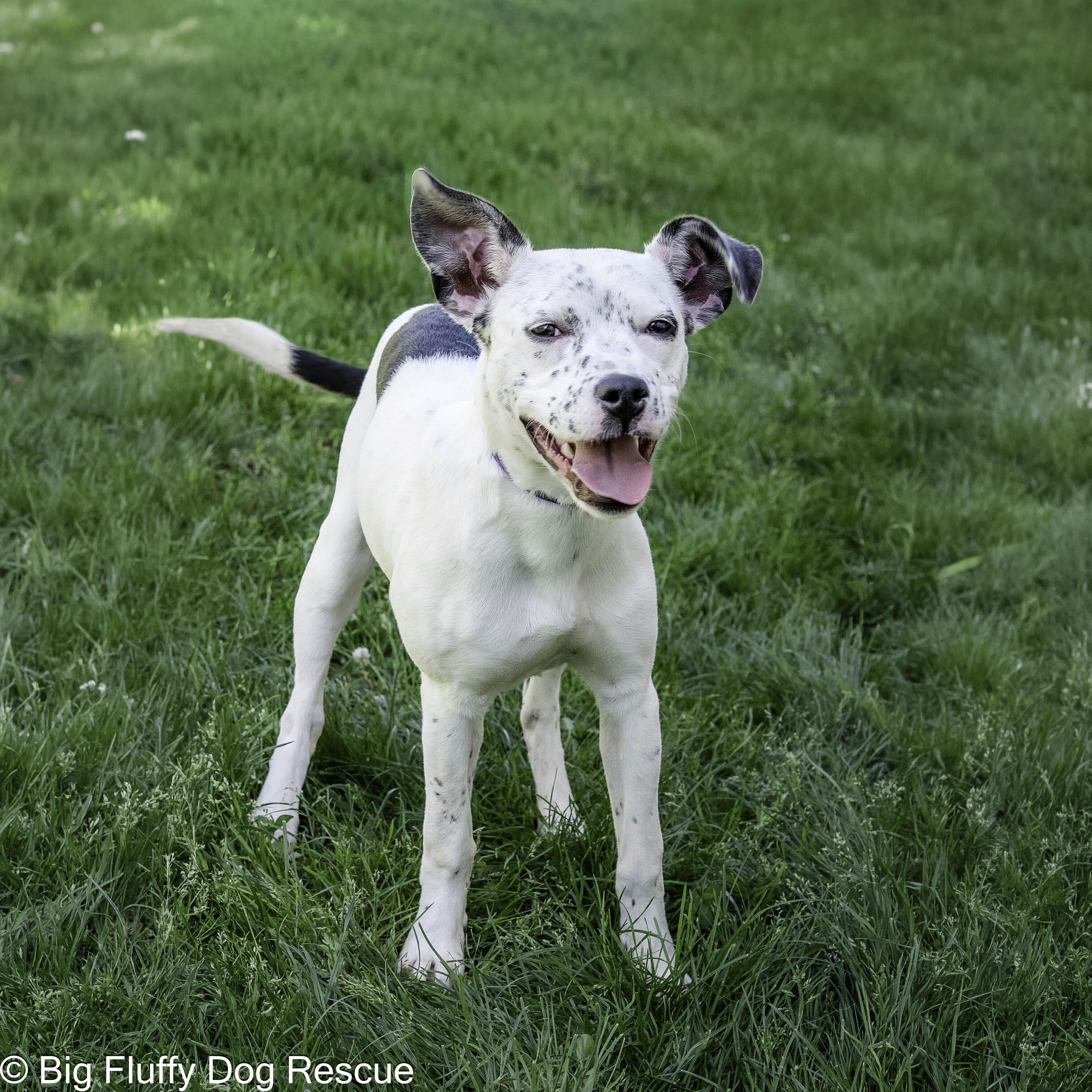 Bessie, a Adoptable mixed breed in Erie, PA image 2/3