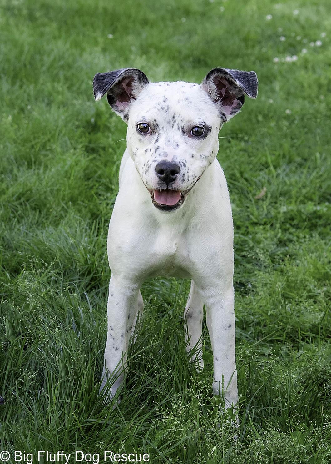 Bessie, a Adoptable mixed breed in Erie, PA image 3/3